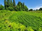 恋愛マニア