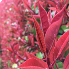 かーばんくるお