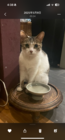 はにゃーぽち