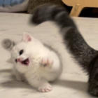 Laz