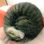 吾輩は猫派である