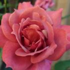 葉瀬満月(はせみつき)