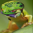 カエルヤロウ