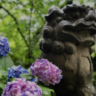 petal