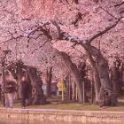 タカトリ　トガネ