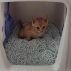 ジュリマリパパ