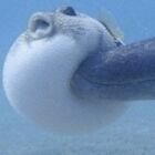 ゆのや＠１作品書籍化！！（予定）