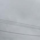 死海のおさかな