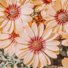 ringo⸜❤︎⸝‍