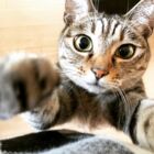 まろんねこ