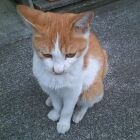 うしのまるやき