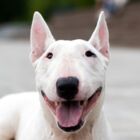 Bull_Terrier