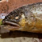 甲殻類パエリア