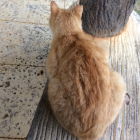 フリーで楽しむマン