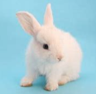 ☆白兎☆