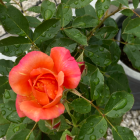 ハイテンションベアー★