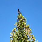 アルベルト＝オーディン