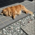 はまちんぐ