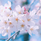hiyo