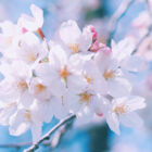 hiyo