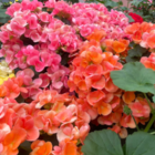 蓼脇 尚（たでわき なお）