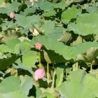紅鳶くもま