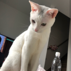 どんぐりころころ