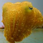 ｼｭﾚﾃﾞｨﾝｶﾞｰ