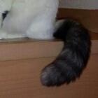 ☆もふしっぽ☆