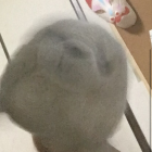 バルサミコ酢3世