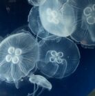 jellyfish