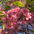 詩晴海　こてこ