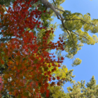 シェエラザード