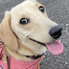 MC【モンチャック】