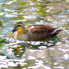 井之頭の鴨