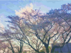 青柿ふぶき