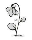 白菫