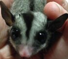 たはらじゅん