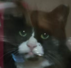 来世は金持ちの猫。