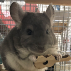 chinchilla