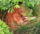 ねこ太郎