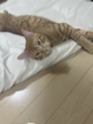 のびねこでございます。