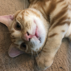 猫助