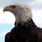 シロタカ / 藤代鷹之