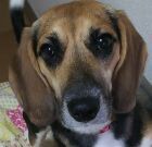 ビーグル犬のポン太