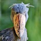 もなかしょこら