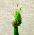 化草野菜子