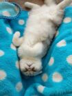 ねこ飼いたい