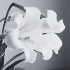 黒百合 - クロユリ - 