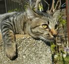 ヌコニャンティー